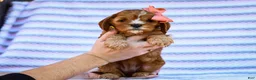 Cavapoo dogs for sale: Esme Cavapoo Pup - Ad 4