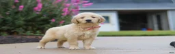 Golden Retriever dogs for sale: Ellie - Ad 5