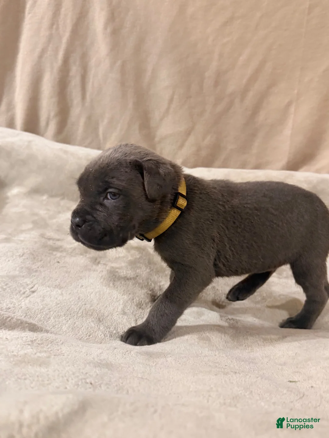 Cane Corso dogs for sale: Yellow - Ad 2