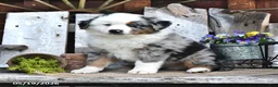 Australian Shepherd dogs for sale: Alex - Ad 2