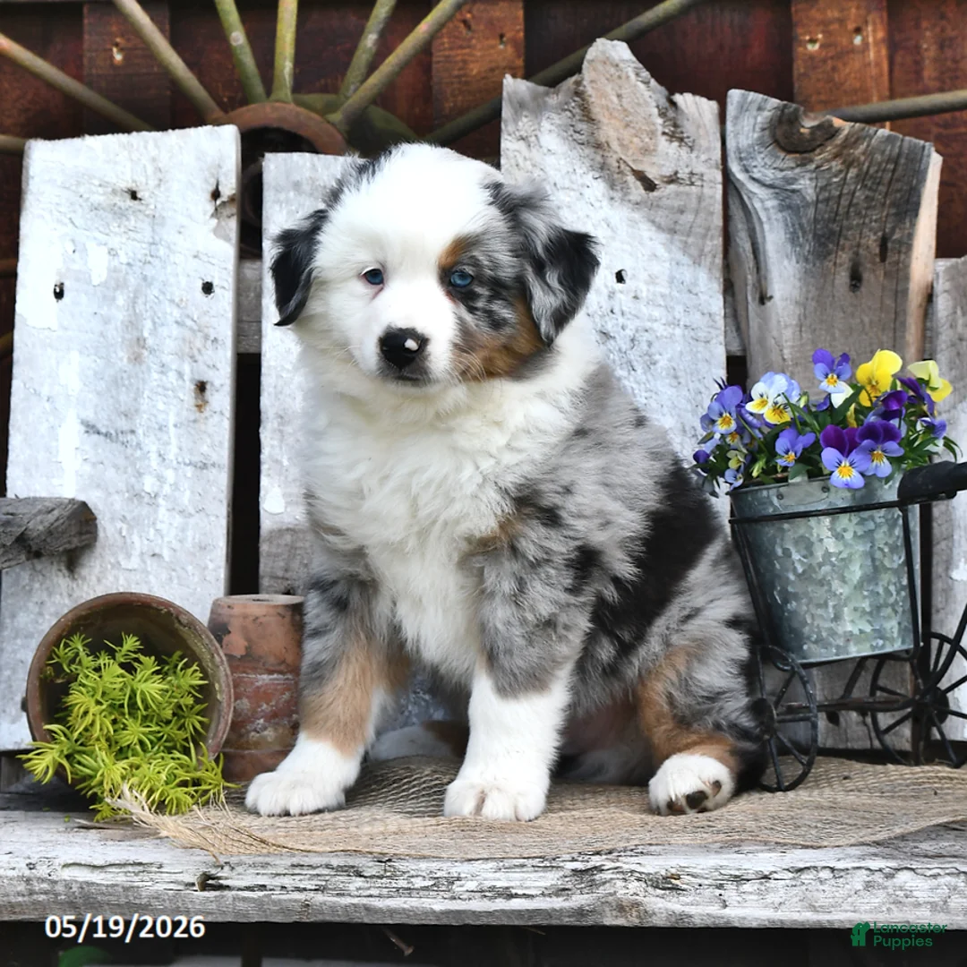Australian Shepherd dogs for sale: Alex - Ad 2