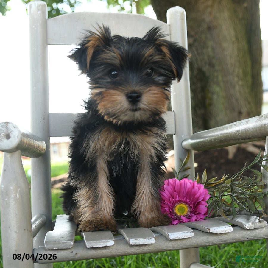 Yorkshire Terrier dogs Maxwell - Ad 2
