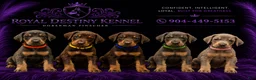 Doberman Pinscher dogs for sale: Doberman Pinscher 1 - Ad 3