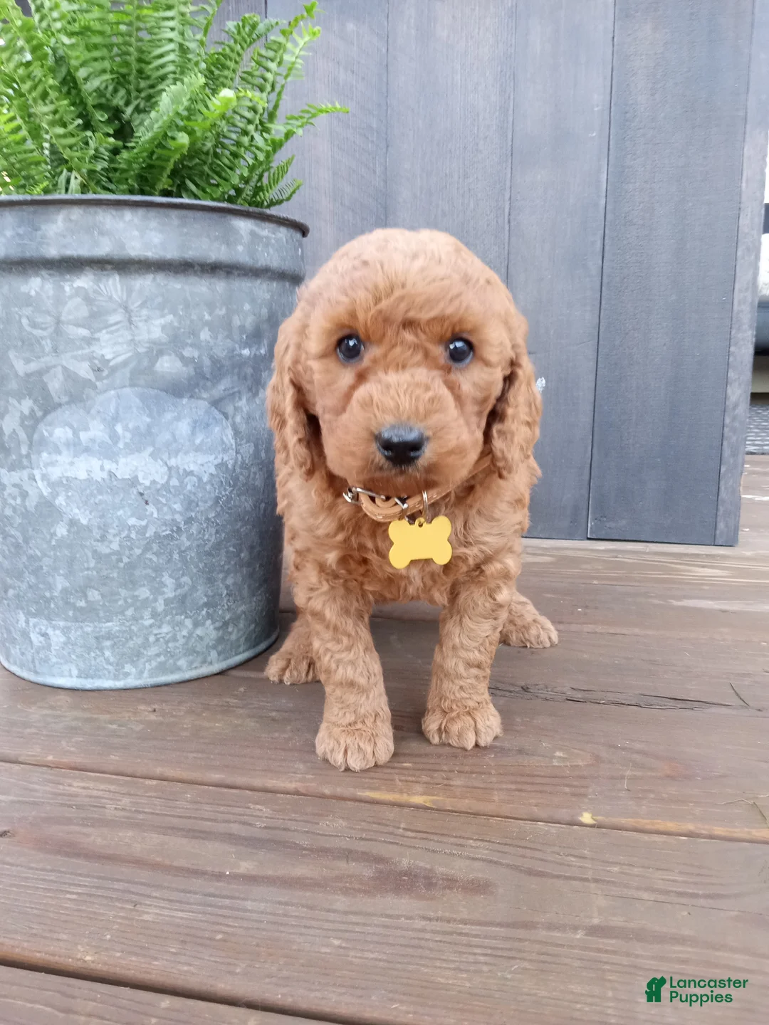 Mini Goldendoodle dogs for sale: Cleo F1b - Ad 8