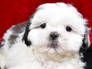 Shih Tzu dogs Dixie - Ad 26