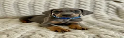 Doberman Pinscher dogs for sale: Cupid health tested parents - Ad 7