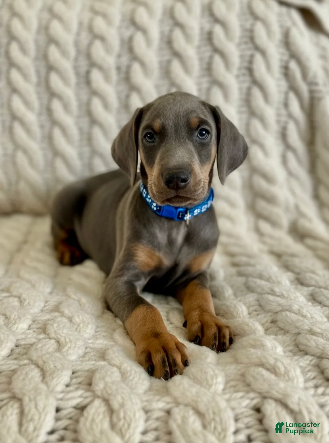 Doberman Pinscher dogs for sale: Cupid health tested parents - Ad 7