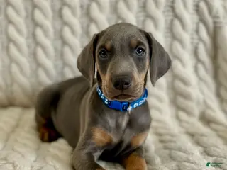 Doberman Pinscher dogs Cupid health tested parents - Ad 3