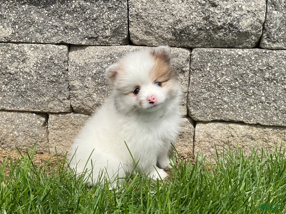 Pomeranian dogs for sale: Winnie - Ad 1