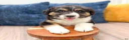 Australian Shepherd dogs for sale: Sandy - Ad 3