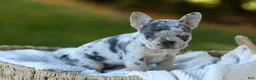 French Bulldog dogs for sale: Debbi - Blue Merle - Ad 5