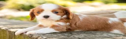Cavalier King Charles Spaniel dogs for sale: Eddy - Ad 7
