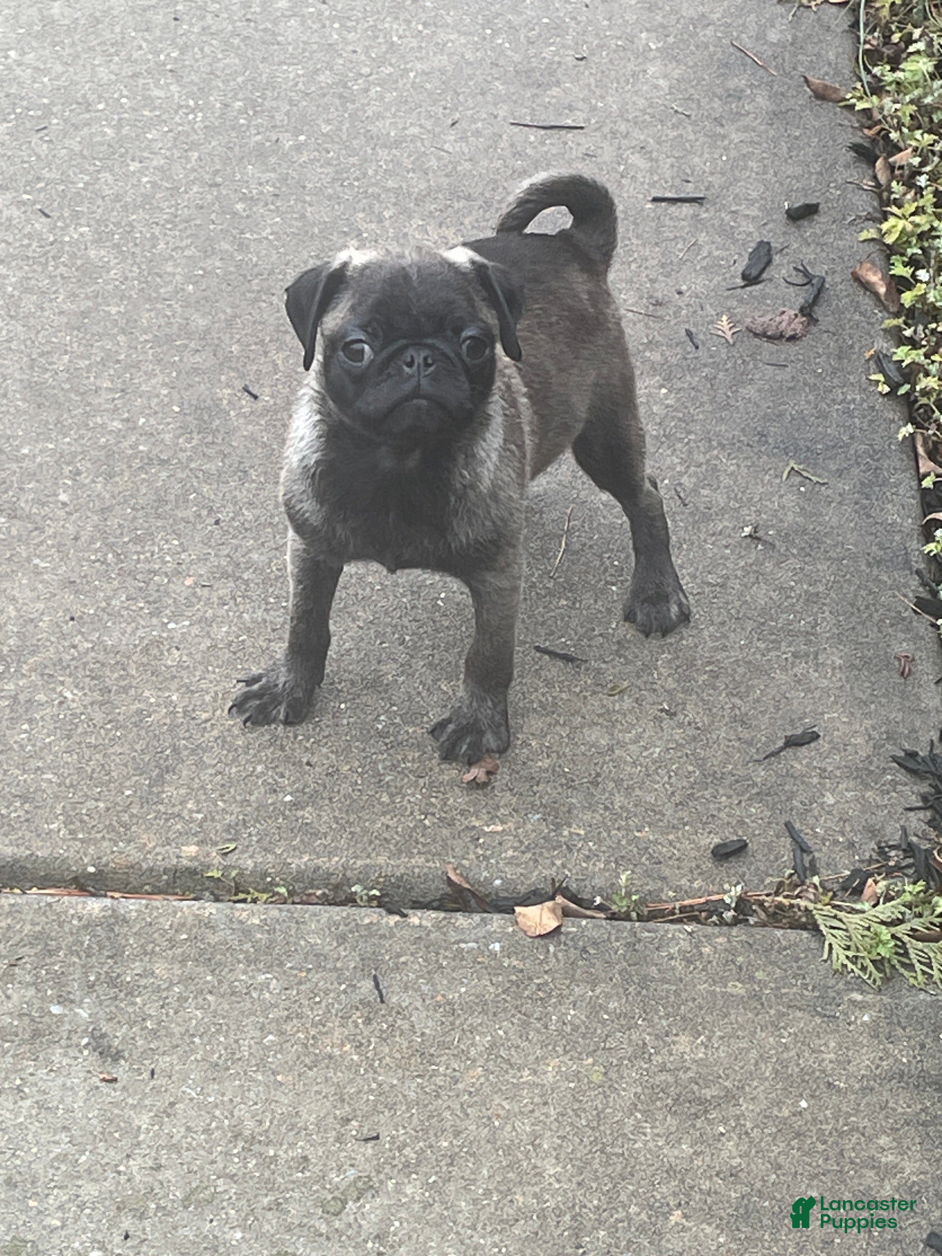 Pug dogs Peanut  - Ad 1