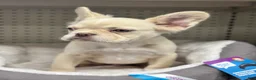 French Bulldog dogs for sale: Pinky  - Ad 4