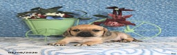 Puggle dogs for sale: Kaci - Ad 2