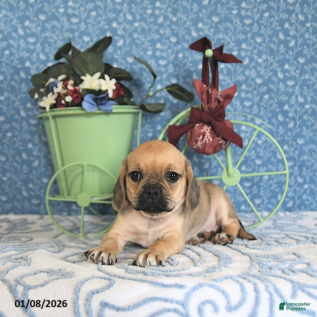 Puggle dogs for sale: Kaci - Ad 2