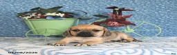 Puggle dogs for sale: Kaci - Ad 5