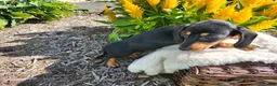 Miniature Dachshund dogs for sale: Zurie - Ad 8