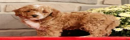 Mini Goldendoodle dogs for sale: Baxter - Ad 4