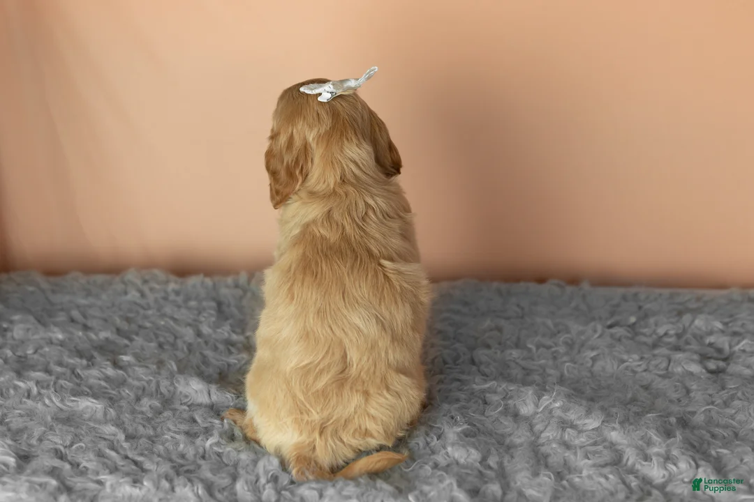 Mixed Breed dogs for sale: Bella  - Ad 5