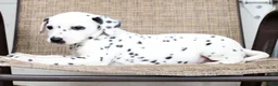 Dalmatian dogs for sale: Sprinkles - Ad 3