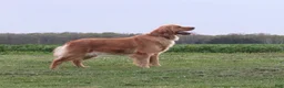 Golden Retriever dogs for sale: LIVIA - Ad 6