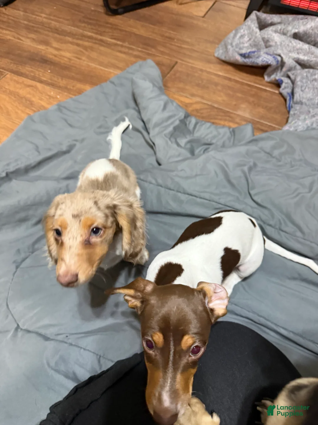 Dachshund dogs for sale: Dachshund Puppy 1 - Ad 3