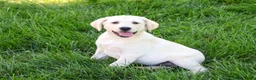 Labrador Retriever dogs for sale: Rodney - Ad 5