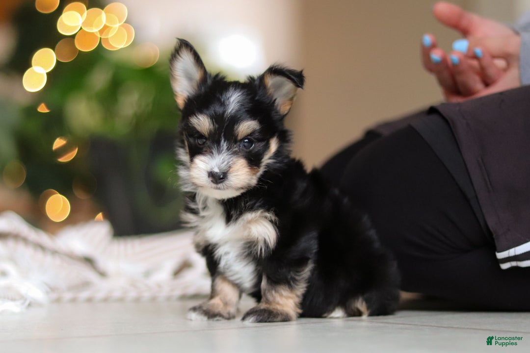 Morkie dogs for sale: Oliver - Ad 12