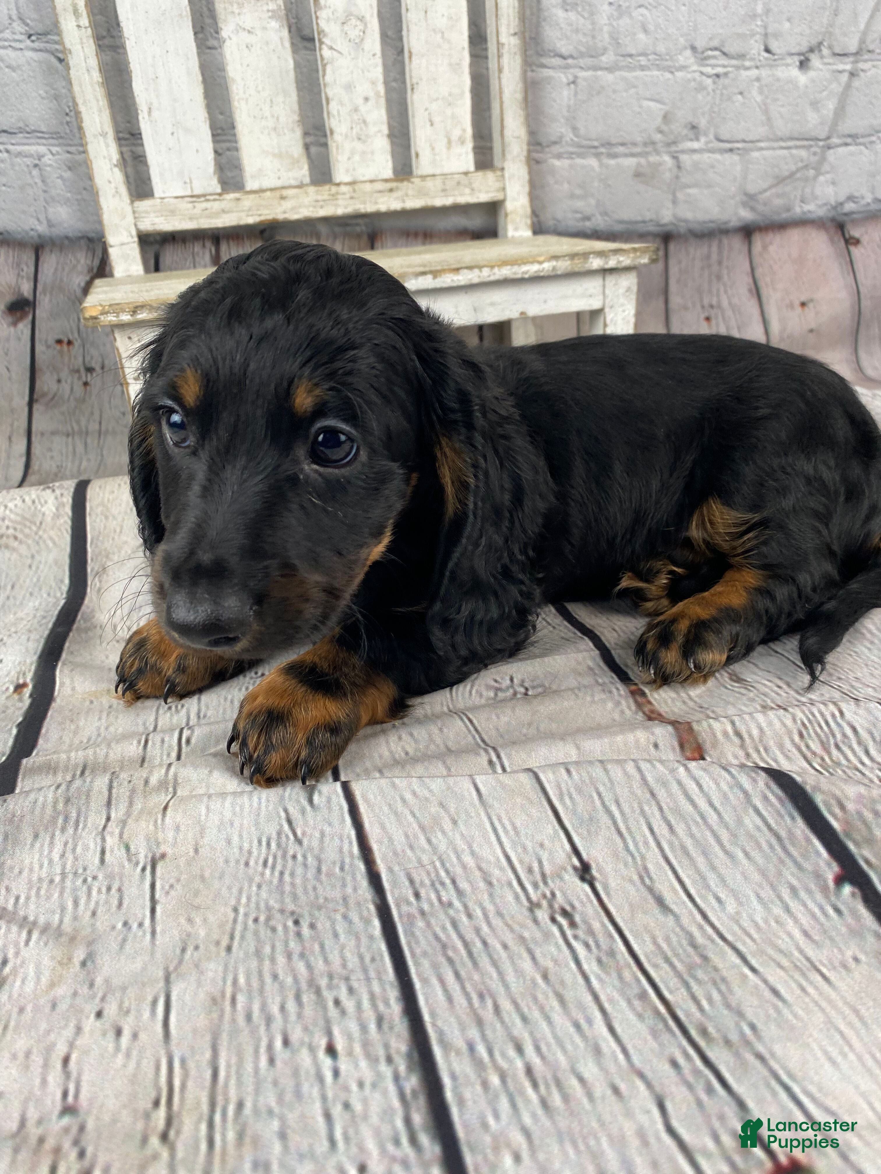 Miniature Dachshund dogs Brody - Ad 2