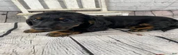 Miniature Dachshund dogs for sale: Brody - Ad 2