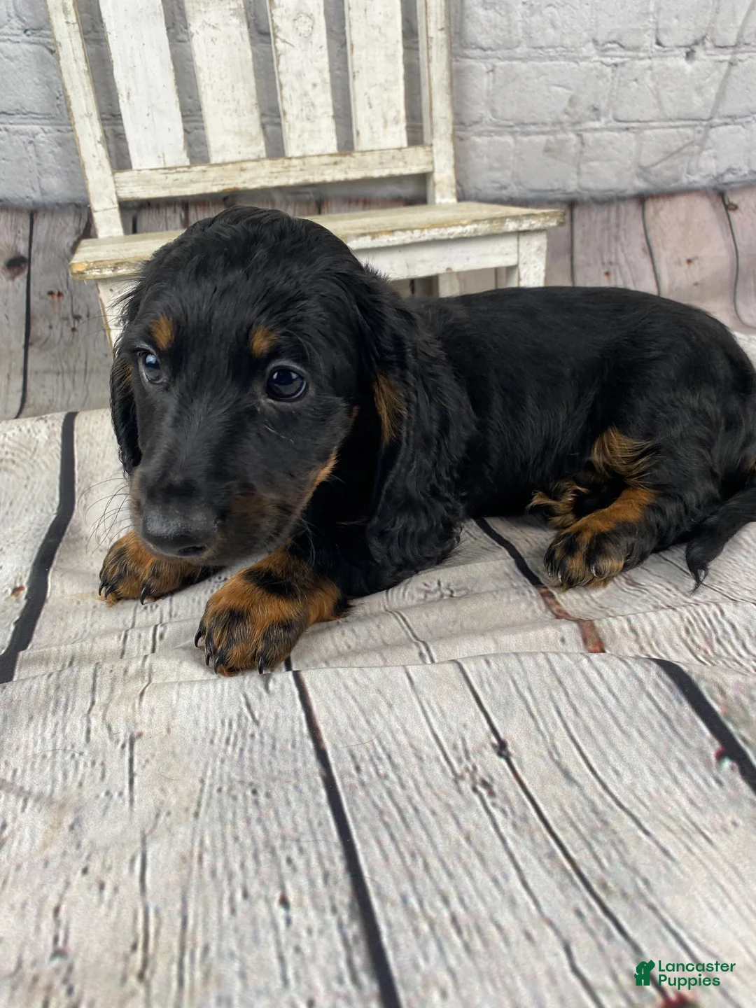 Miniature Dachshund dogs for sale: Brody - Ad 2