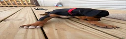 Mixed Breed dogs for sale: Snoopy - Ad 6