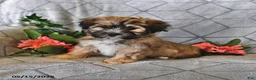 Teddy Bear dogs for sale: Alfie - Ad 4