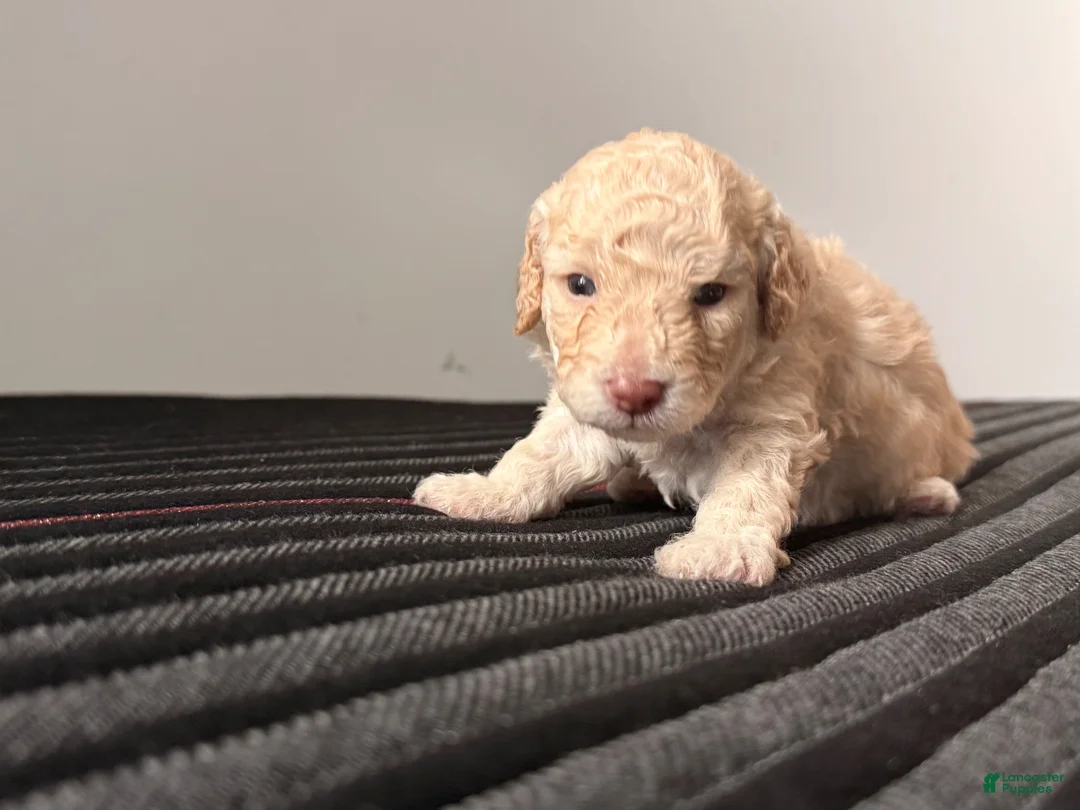 Miniature Poodle dogs for sale: Target 🎯💛 - Ad 12
