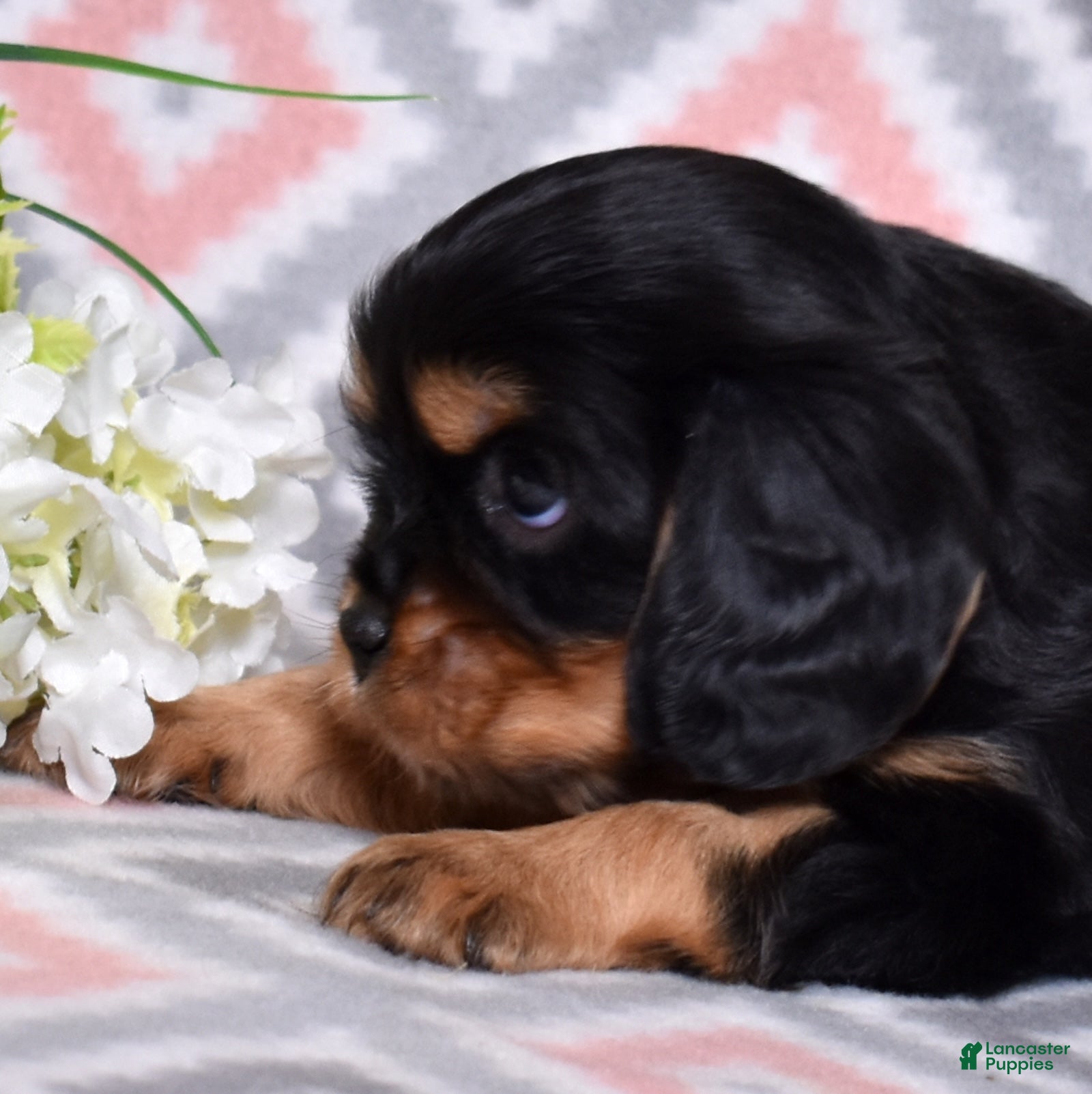 Cavalier King Charles Spaniel dogs Bear - Ad 1