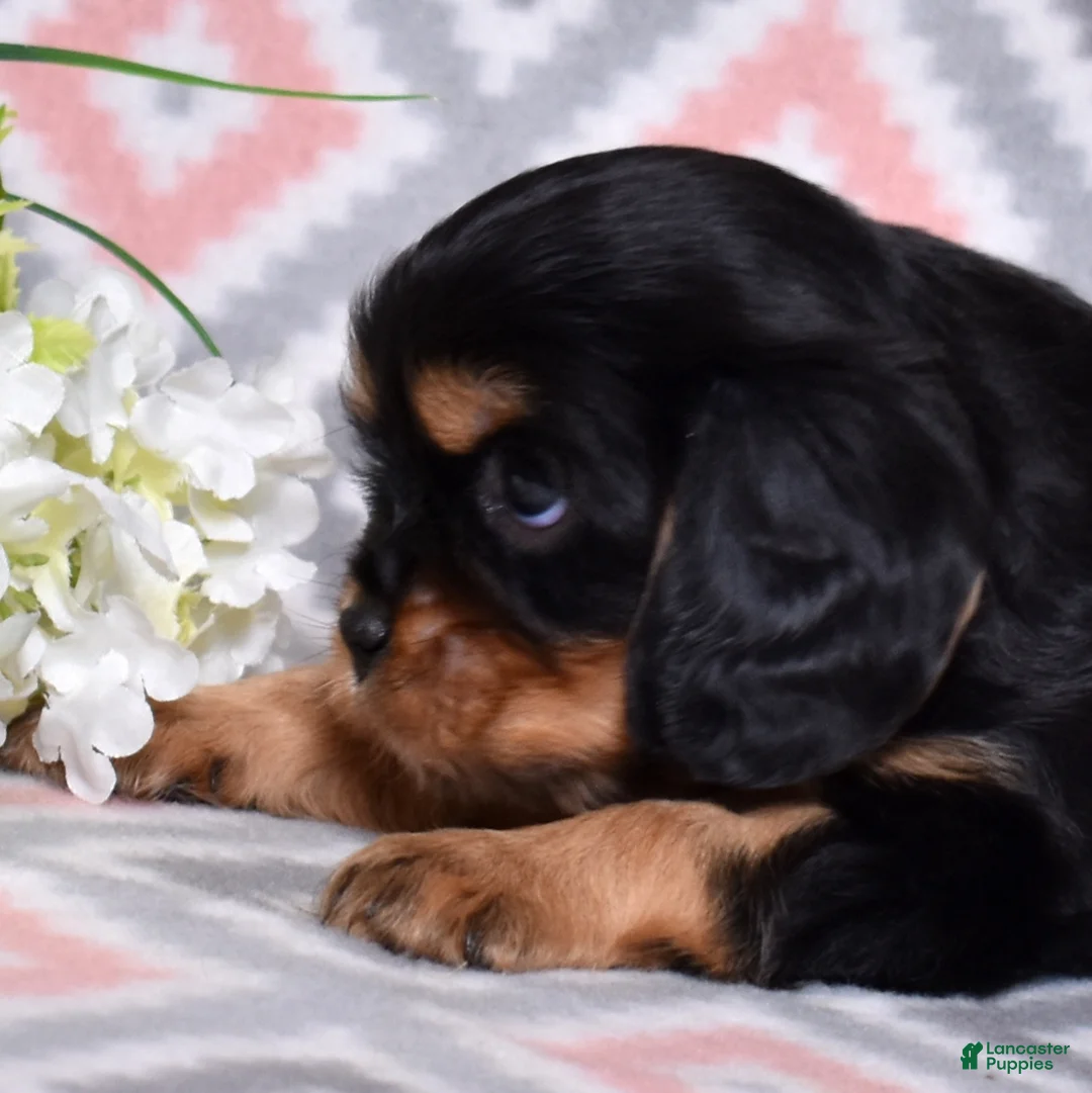 Cavalier King Charles Spaniel dogs for sale: Bear - Ad 1