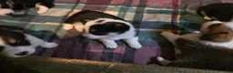 Welsh Corgi Pembroke dogs for sale: Welsh Corgi Pembroke 1 - Ad 2