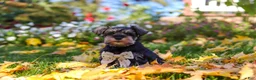 Miniature Schnauzer dogs for sale: Leon - Ad 14