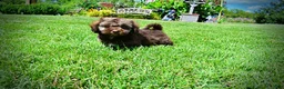 Havapoo dogs for sale: Frisco - Ad 19