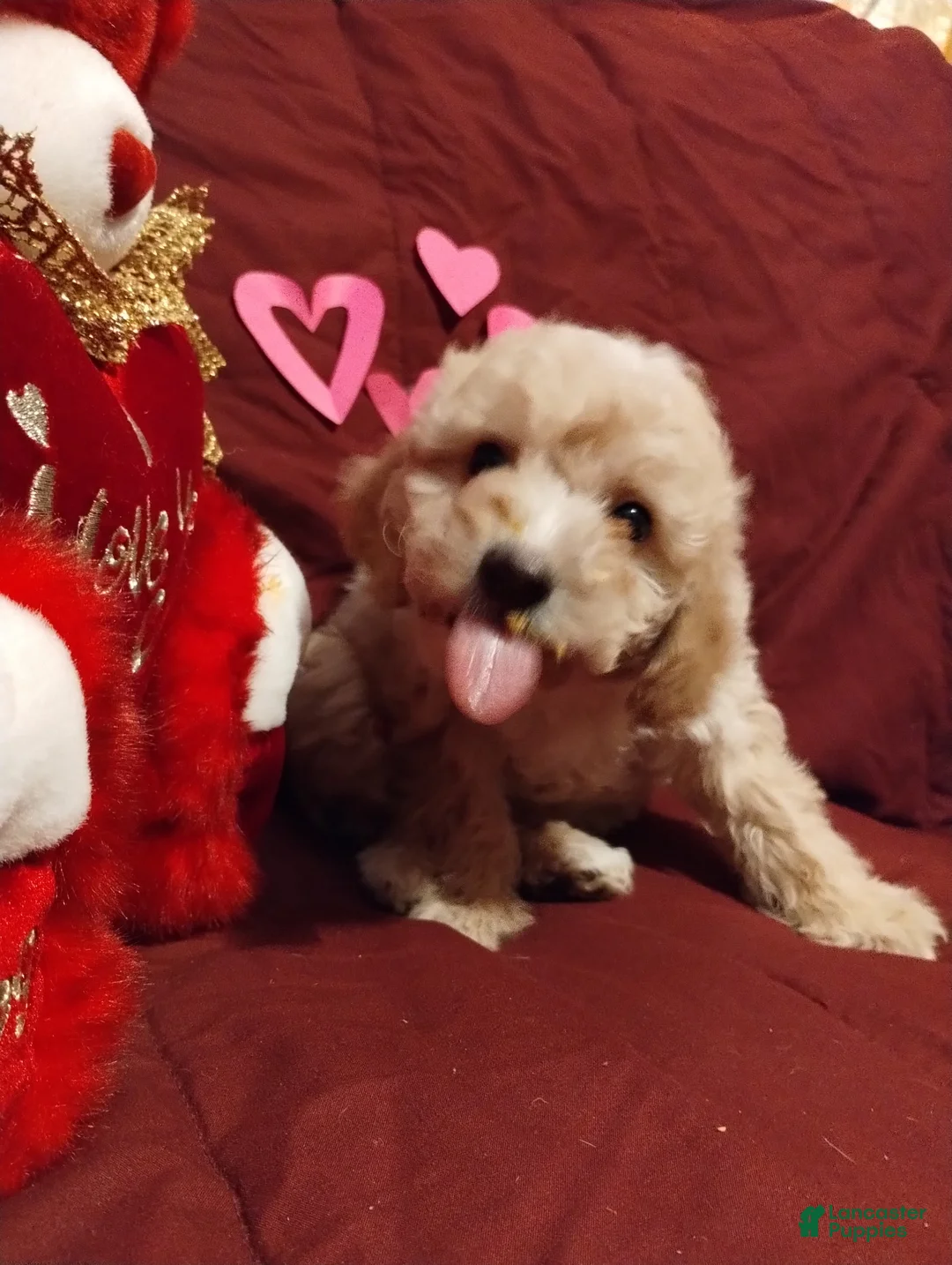 Cavapoochon dogs for sale: Teddy - Ad 4