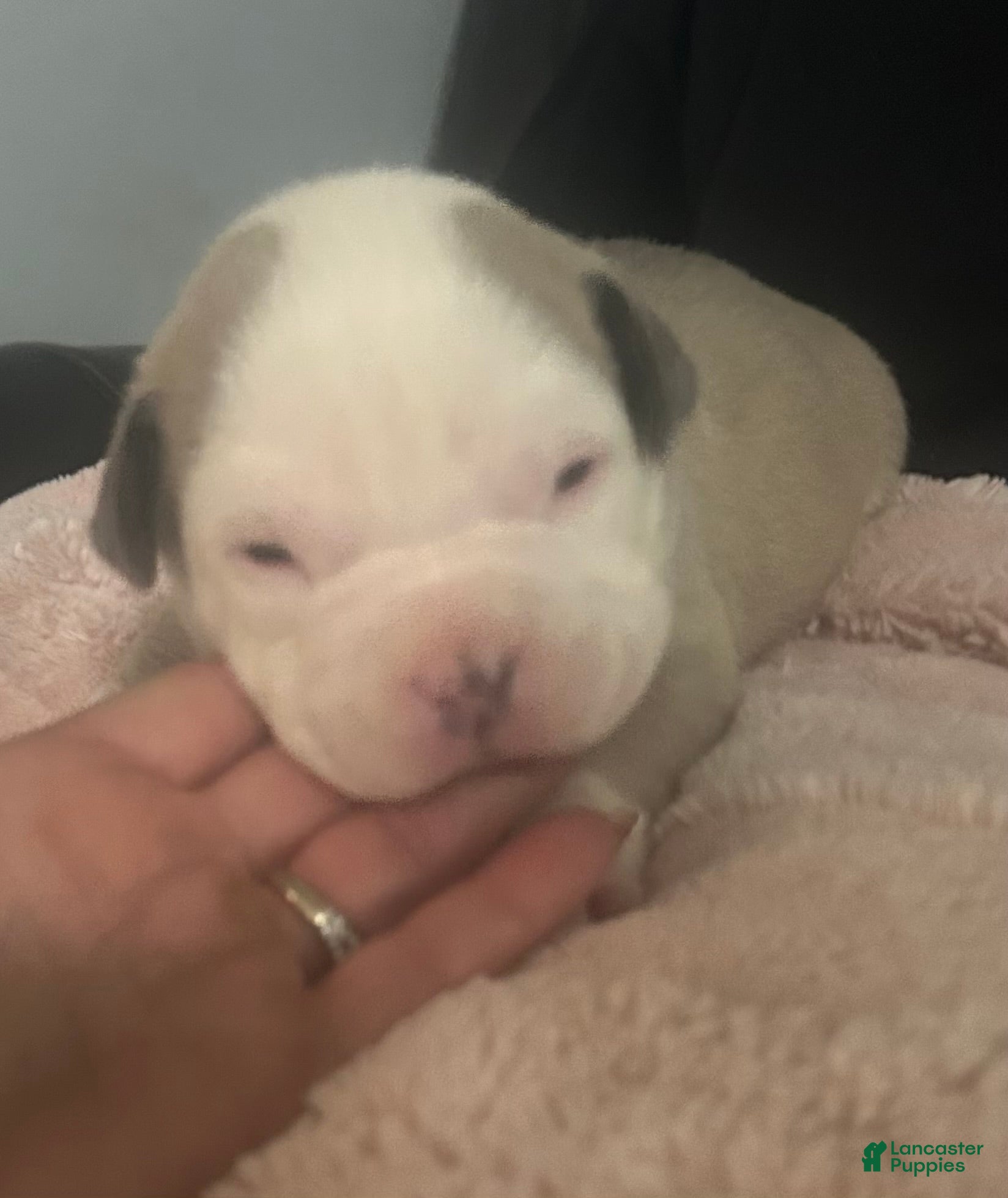 American Bully dogs Bailey  - Ad 6