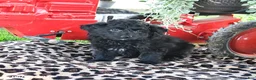 Pomapoo dogs for sale: Pretzel - Ad 1