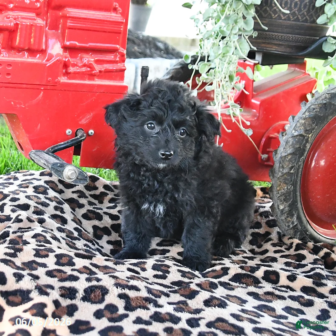 Pomapoo dogs for sale: Pretzel - Ad 1