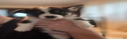 American Corgi dogs for sale: Clover  - Ad 3