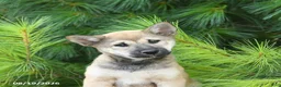 Shiba Inu dogs for sale: Seth - Ad 4