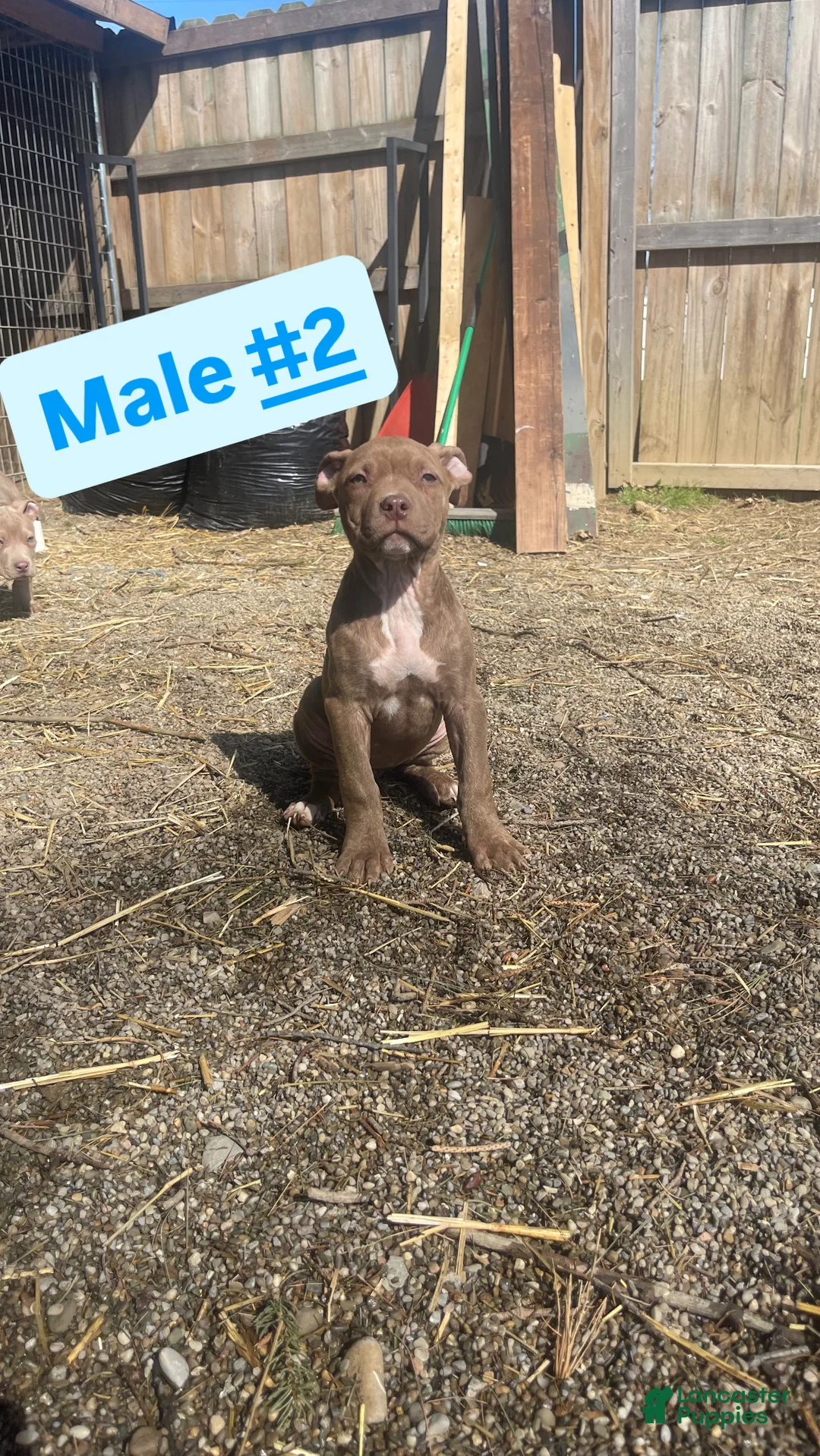 American Bully dogs for sale: American Bully Puppy 3 - Ad 1