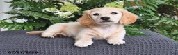 Miniature Dachshund dogs for sale: Blondie - Ad 3