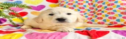 Golden Retriever dogs for sale: Rosa - Ad 4