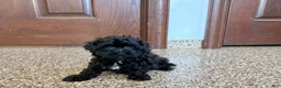 Havapoo dogs for sale: Havapoo Puppy 1 - Ad 9